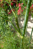 Beautiful swallowtail caterpillar on a fennel stalk