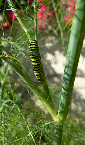 Beautiful swallowtail caterpillar on a fennel stalk © JPchret