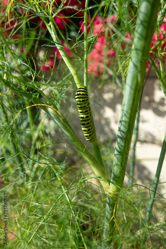Beautiful swallowtail caterpillar on a fennel stalk