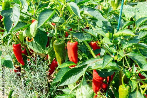 Fresh espelette pepper on the plant in the summer sun