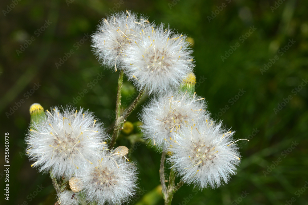 Greiskraut, Gewöhnliche Greiskraut, Senecio vulgaris Greiskraut, Gewöhnliche Greiskraut, Senecio vulgaris