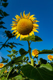 Close-up of a beautiful sunflower flower in summer under the sun.