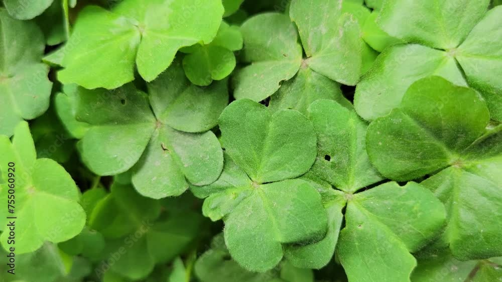 Shamrock green background for St. Patrick’s Day Shamrock green background for St. Patrick’s Day