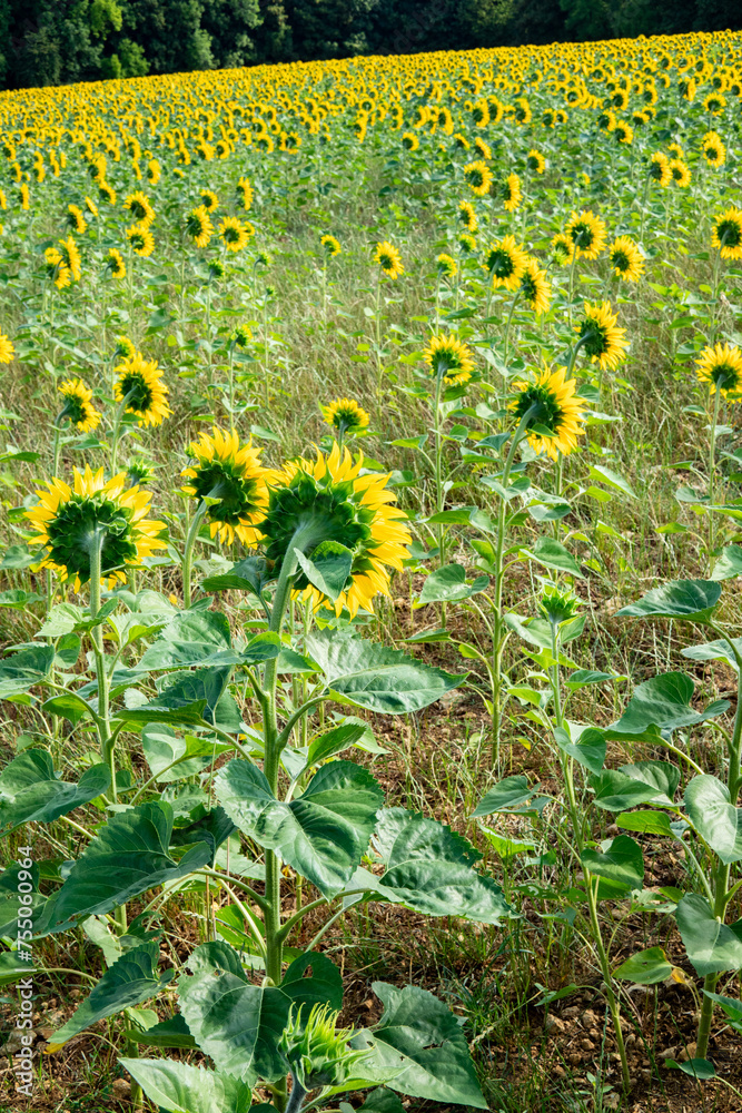 Obraz premium Sunflower fields in summer in the countryside and under a beautiful blue sky