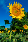 Close-up of a beautiful sunflower flower in summer under the sun.