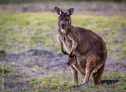 Fototapeta Naklejka Na Ścianę i Meble -  A western grey kangaroo with joey looking out of the pouch, Macropus fuliginosus, subspecies Kangaroo Island kangaroo.