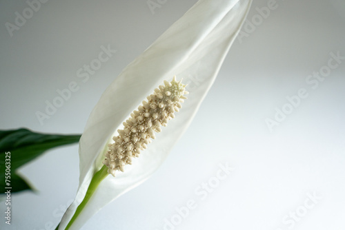 Roślina domowa, zielona, skrzydłokwiat z białymi kwiatami