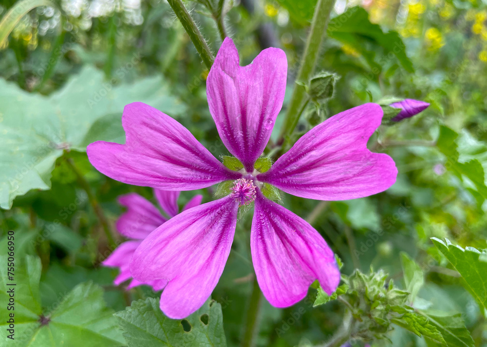 Pink flowers close up. High or Tall Mallow is Herbaceous biennial plant. Flowers large, showy, purple with dark venation. Malva Sylvestris is a species of the family Malvaceae. Growing in a Greek park Pink flowers close up. High or Tall Mallow is Herbaceous biennial plant. Flowers large, showy, purple with dark venation. Malva Sylvestris is a species of the family Malvaceae. Growing in a Greek park