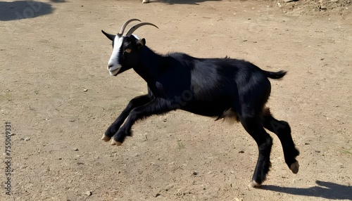 A Goat With A Playful Bounce In Its Step
