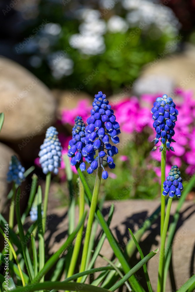 Beautiful colorful spring rock garden, blooming flowers of blue muscari Beautiful colorful spring rock garden, blooming flowers of blue muscari