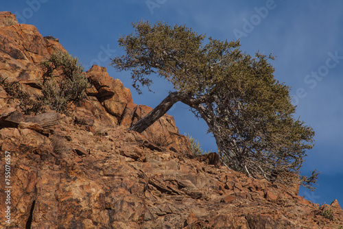Shepherds Tree Boscia albitrunca 3908 photo
