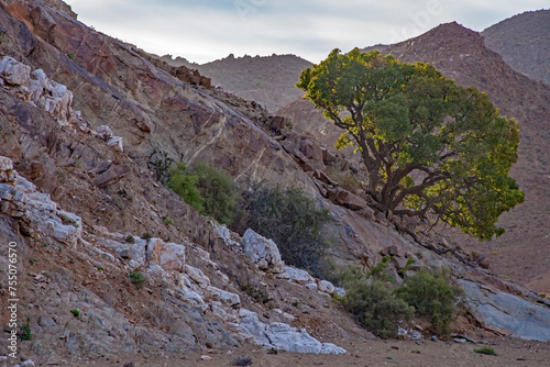 Shepherds Tree Boscia albitrunca clinging on to the side of a Richresveld Mountain. 3901 photo