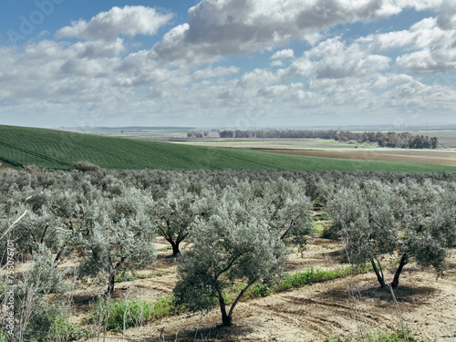 A field of olive trees with a cloudy sky in the background