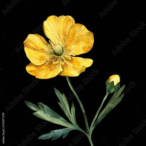 Watercolor, Single Buttercup Flower isolated on black background
