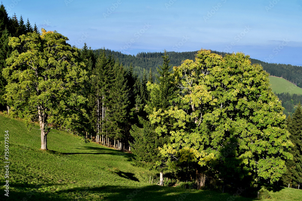 Üppiges Grün auf der Teichalm (Steiermark, Österreich)