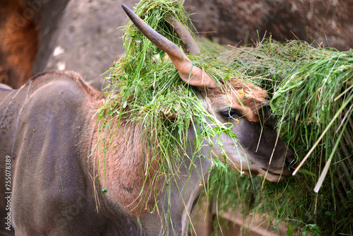 Eland antelope with a grass hat in a natural environment.