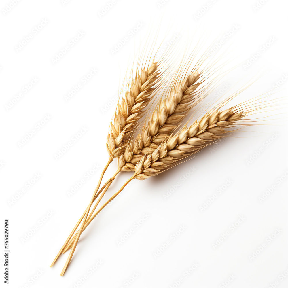 An ear of wheat, white background, professional photo сreated with Generative Ai An ear of wheat, white background, professional photo сreated with Generative Ai