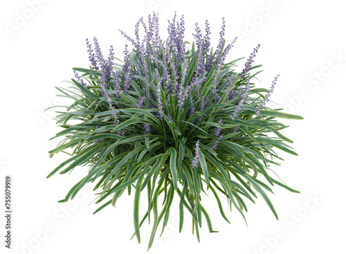 Lily turf, flowers grass bushes shrub and small plants isolated