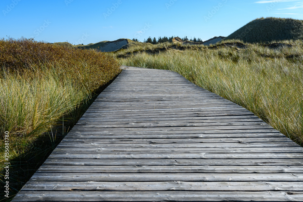 Obraz premium Amrum, Germany: Wooden walkway, dune landscape, dune grass