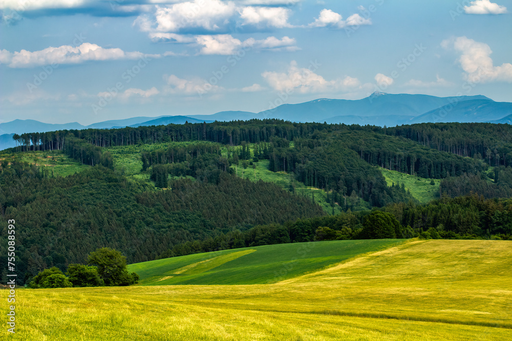 Summer country landscape with forest and partially mowed meadow.