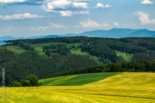 Summer country landscape with forest and partially mowed meadow.