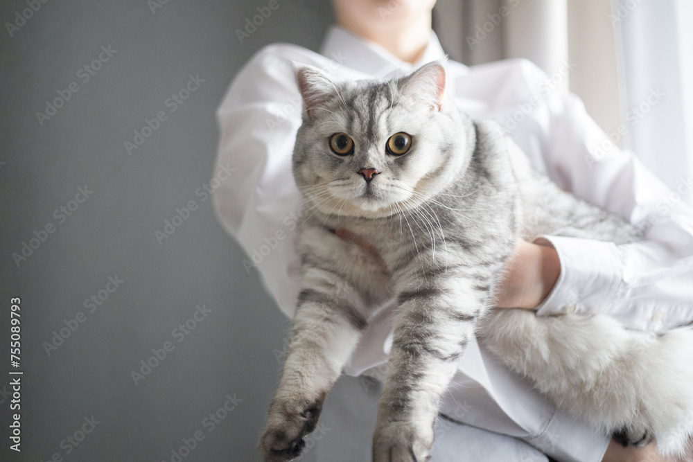 Adorable british kitten with beautiful yellow eyes at vet clinic. Woman veterinarian holding in her hands cute purebred fluffy kitty during medical care examining indoors.