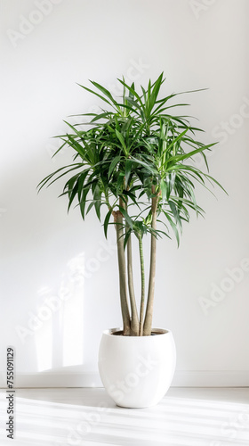 An elegant dragon tree plant stands in white pot against white wall, offering minimalist aesthetic © colnihko