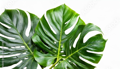 tropical foliage green monstera plant isolated on white background with clipping path