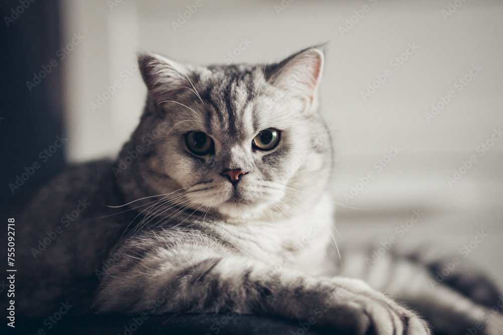 Young cute cat resting on black chair. The British Shorthair pedigree tabby kitten with blue gray fur.