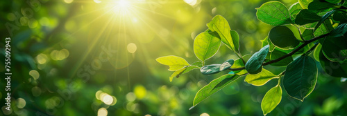 Vibrant green leaves bask in the warm glow of sunlight with a soft bokeh effect in the background