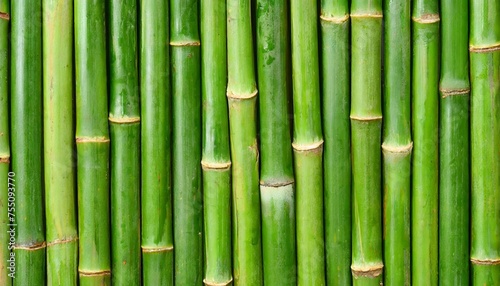 green bamboo texture