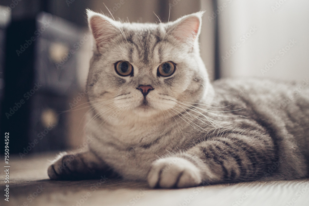 portrait of a 1 year old blue british shorthair kitten looking at camera shocked or surprised a light room on wooden floor with copy space.