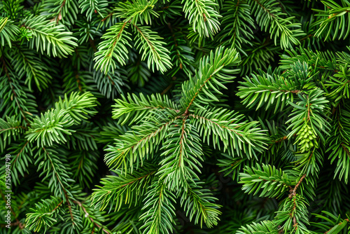 Vibrant textures of dense fir tree foliage