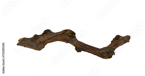 Dried vine branch as a decorative element isolated on white.