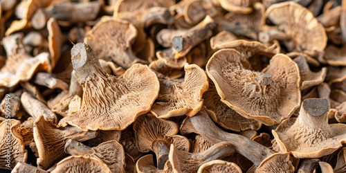 Close-Up of Dried Shiitake Mushrooms in Natural Light