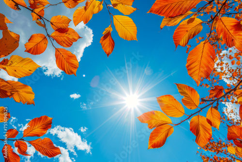 Vivid orange and yellow leaves stand out under the bright blue autumn sky, capturing the essence of fall