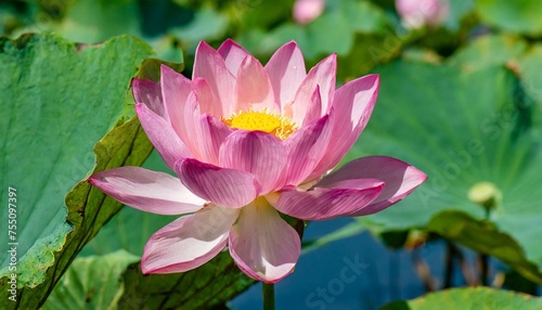 beautiful bright pink nelumbo nucifera lotus flower on a sunny day against the background of green leaves