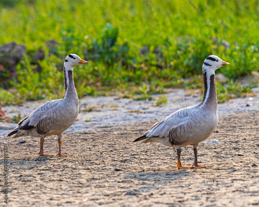 Obraz premium Bar Headed Goose