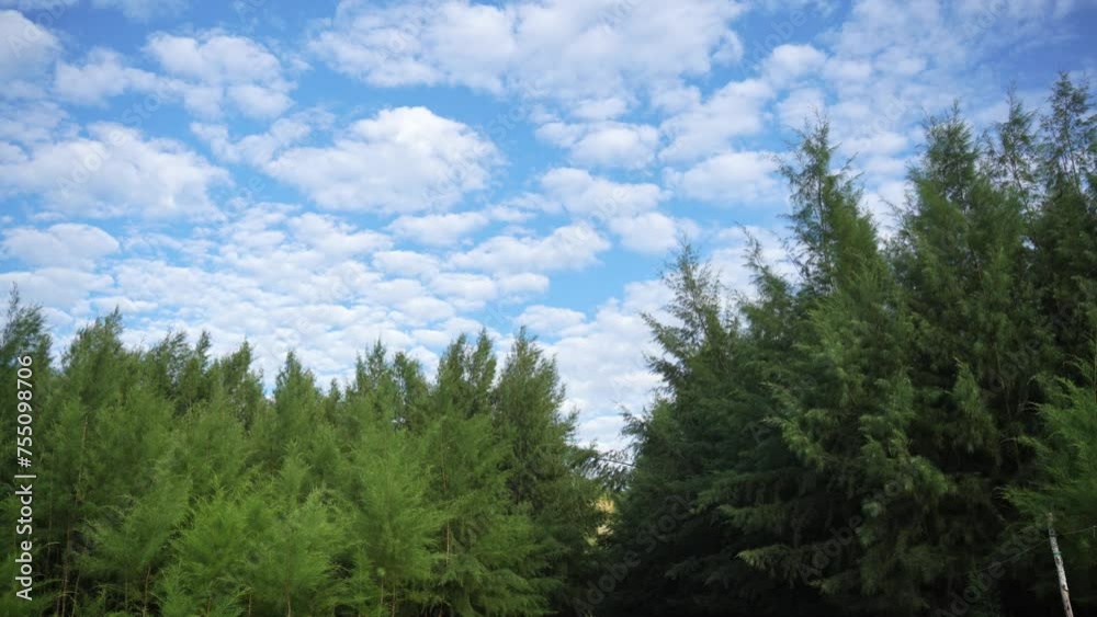 A seashore forest, gentle breeze, moving clouds. A seashore forest, gentle breeze, moving clouds.