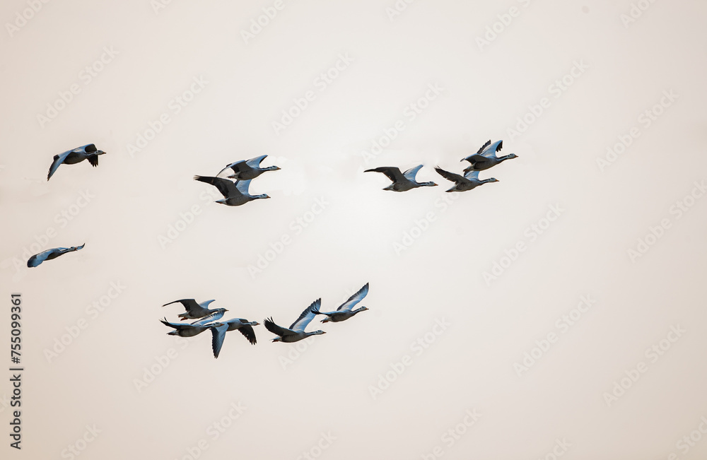 Bar Headed Goose Bar Headed Goose
