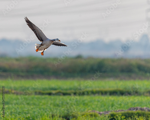 Bar Headed Goose