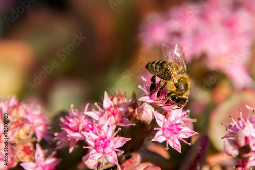 Flowers of october stonecrop and honey bee in autumn