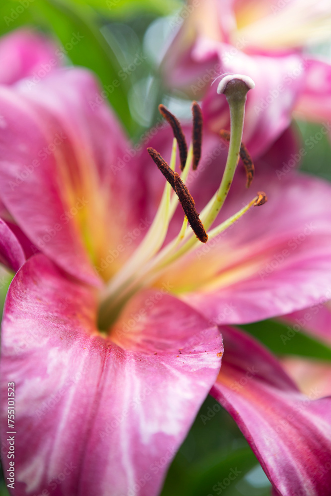 Lily