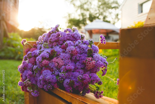 A bouquet of purple ageratum on a wooden chair in a backyard with the glow of morning light in the background photo