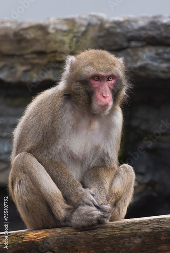 Japanese macaque (Macaca fuscata), also known as the snow monkey © Mircea Costina