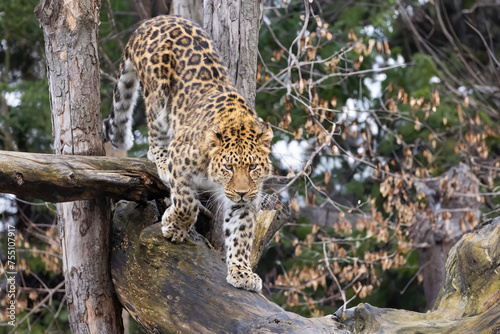  Amur leopard  Panthera pardus orientalis 