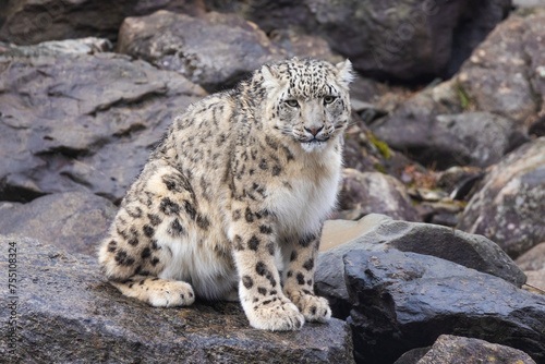 snow leopard (Panthera uncia), commonly known as the ounce