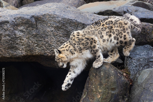 snow leopard (Panthera uncia), commonly known as the ounce