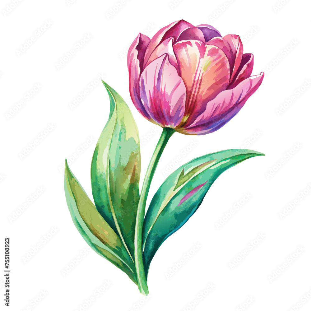 Watercolor spring pink tulip isolated on white background Watercolor spring pink tulip isolated on white background