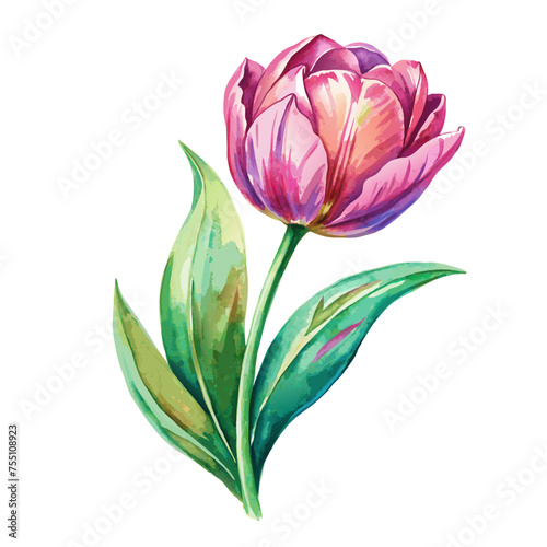 Watercolor spring pink tulip isolated on white background